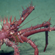Illustration for article titled There's Now an 'Underwater Yellowstone' off the Coast of Cape Cod